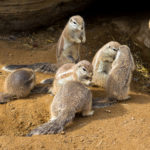 Cape ground squirrel
