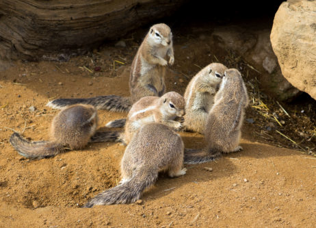 Cape ground squirrel Cape ground squirrel