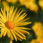 Yellow Flower