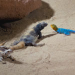 Desert Lizards Desert Lizards