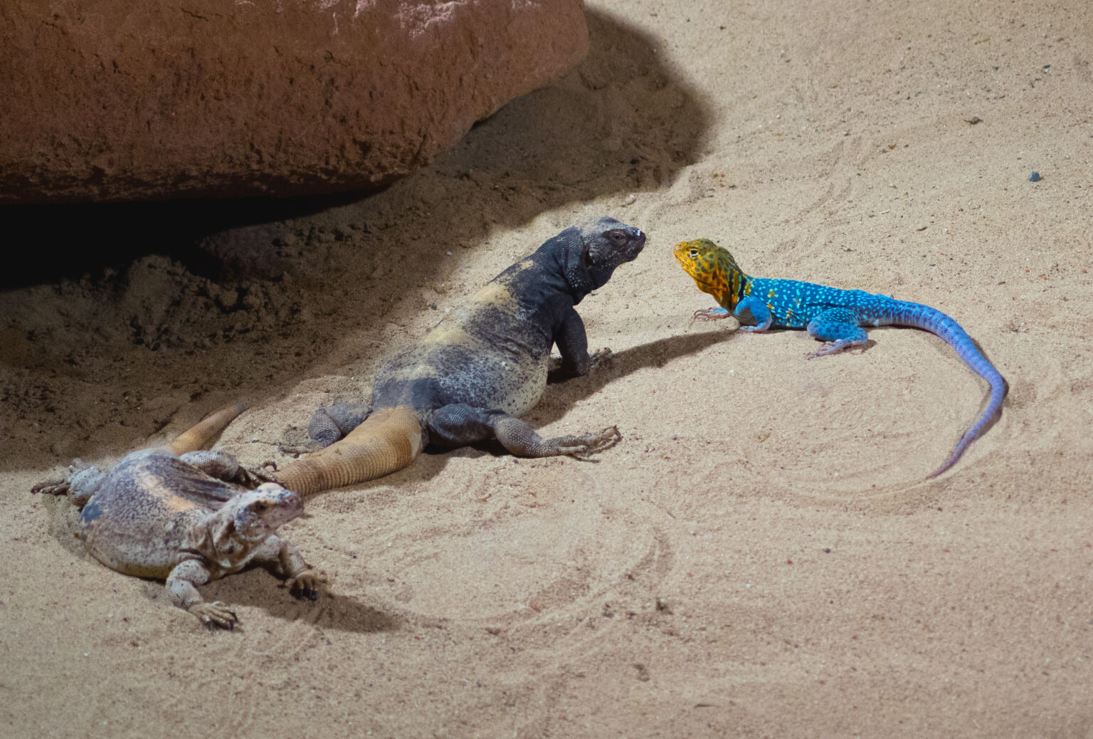 lizards in desert