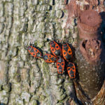 A group of firebugs