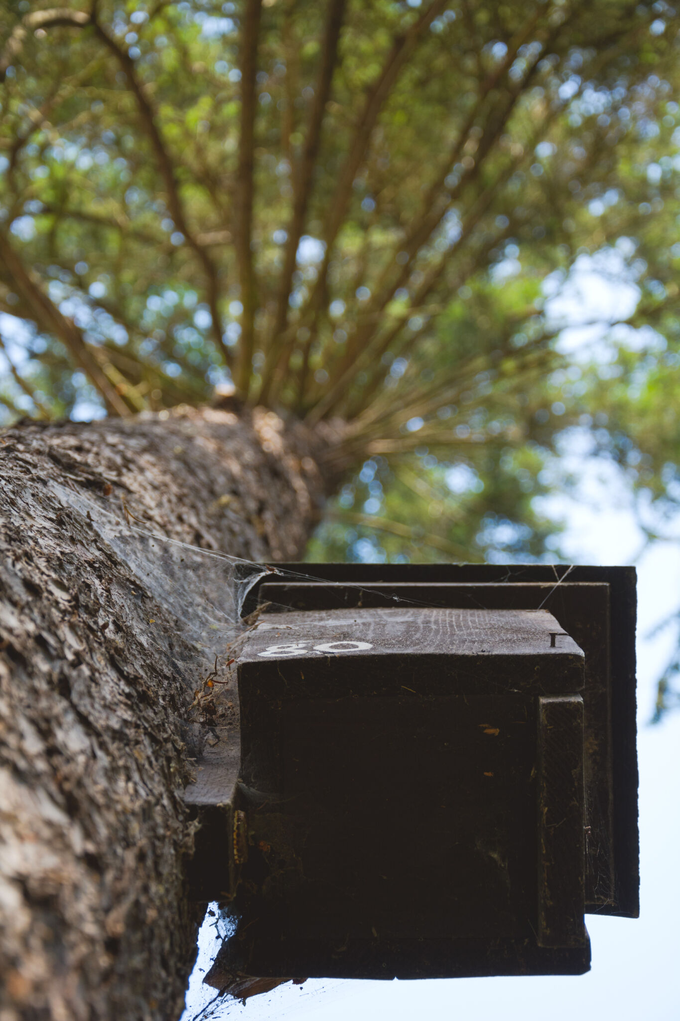Birdhouse on a tree Copyrightfree photo