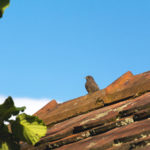 Bird on the roof bird on the roof