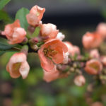 Spring Cherry Blossoms cherry blossom