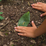 Children In Forest Kindergarten Children's hands on forest ground