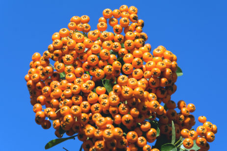 Common Sea Buckthorn Common Sea Buckthorn
