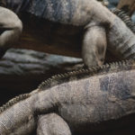 Cuban Ground Iguanas Cuban ground iguana