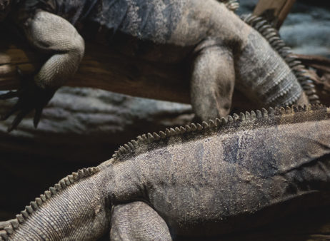 Cuban Ground Iguanas Cuban Ground Iguanas