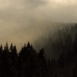 Forest In Fog Forest In Fog