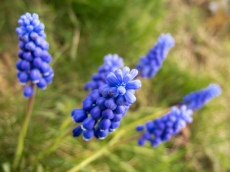 Grape Hyacinth Grape Hyacinth