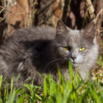 Gray Cat In Grass Gray Cat In Grass