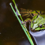 green frog