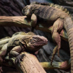 Iguanas