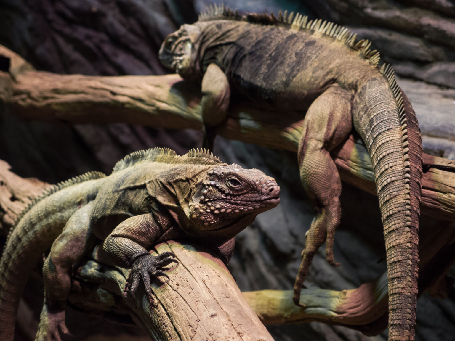 Iguanas | Copyright-free photo (by M. Vorel) | LibreShot