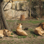 lions in zoo