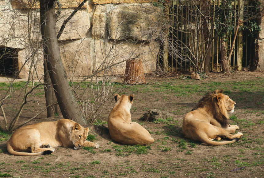 lions in zoo