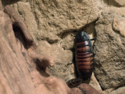 Madagascar Hissing Cockroach | Copyright-free photo (by M. Vorel