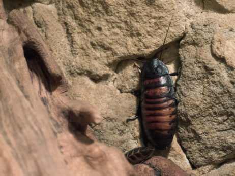 Madagascar hissing cockroach Madagascar hissing cockroach