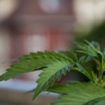Marihuana Flower