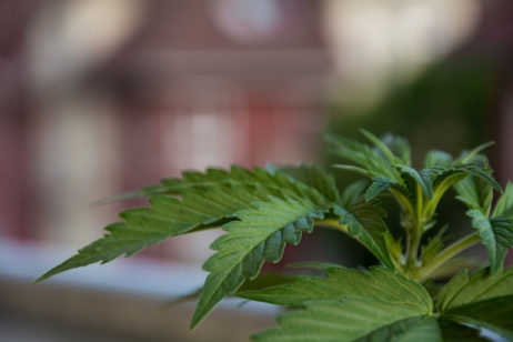 Marihuana Flower Marihuana Flower