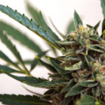 Marijuana Marijuana