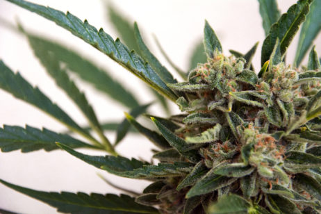 Marijuana Marijuana