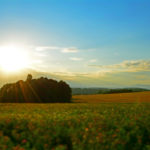 Meadow At Sunset meadow at sunset
