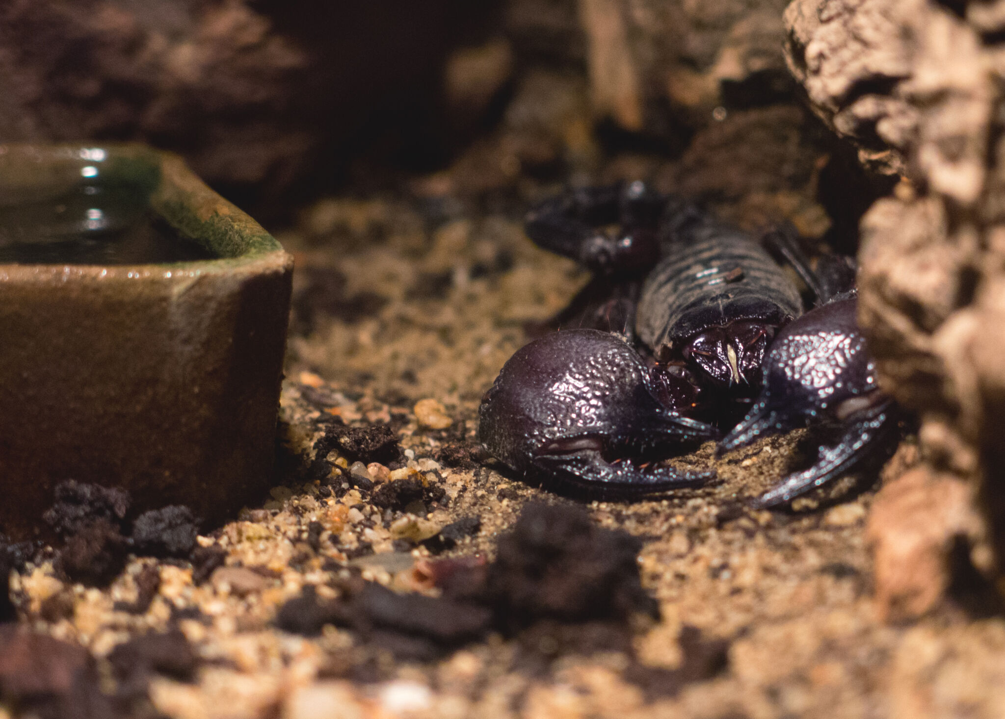 Red claw scorpion (pandinus cavimanus) | Copyright-free photo (by M