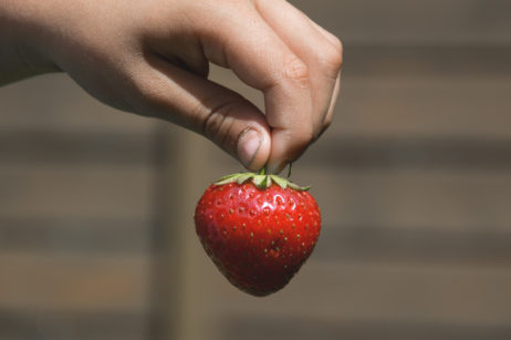 Red strawberry in hand Red strawberry in hand