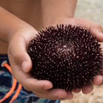 Sea urchin