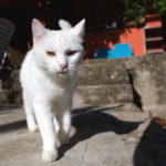 White Cat White Cat