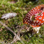 Amanita Muscaria Mushroom amanita