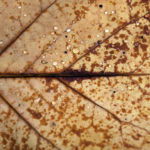 autumn leaf macro background