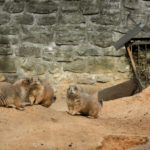 Black-tailed prairie dog Black-tailed prairie dog
