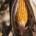 corn cob in the field