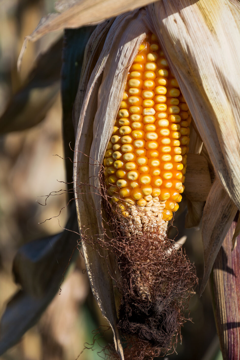 Corn Cob in the Field | Copyright-free photo (by M. Vorel) | LibreShot