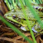 Edible frog