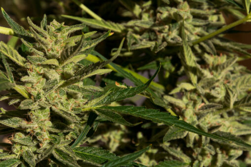 Ganja de aproape
