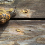 Snail on the wood