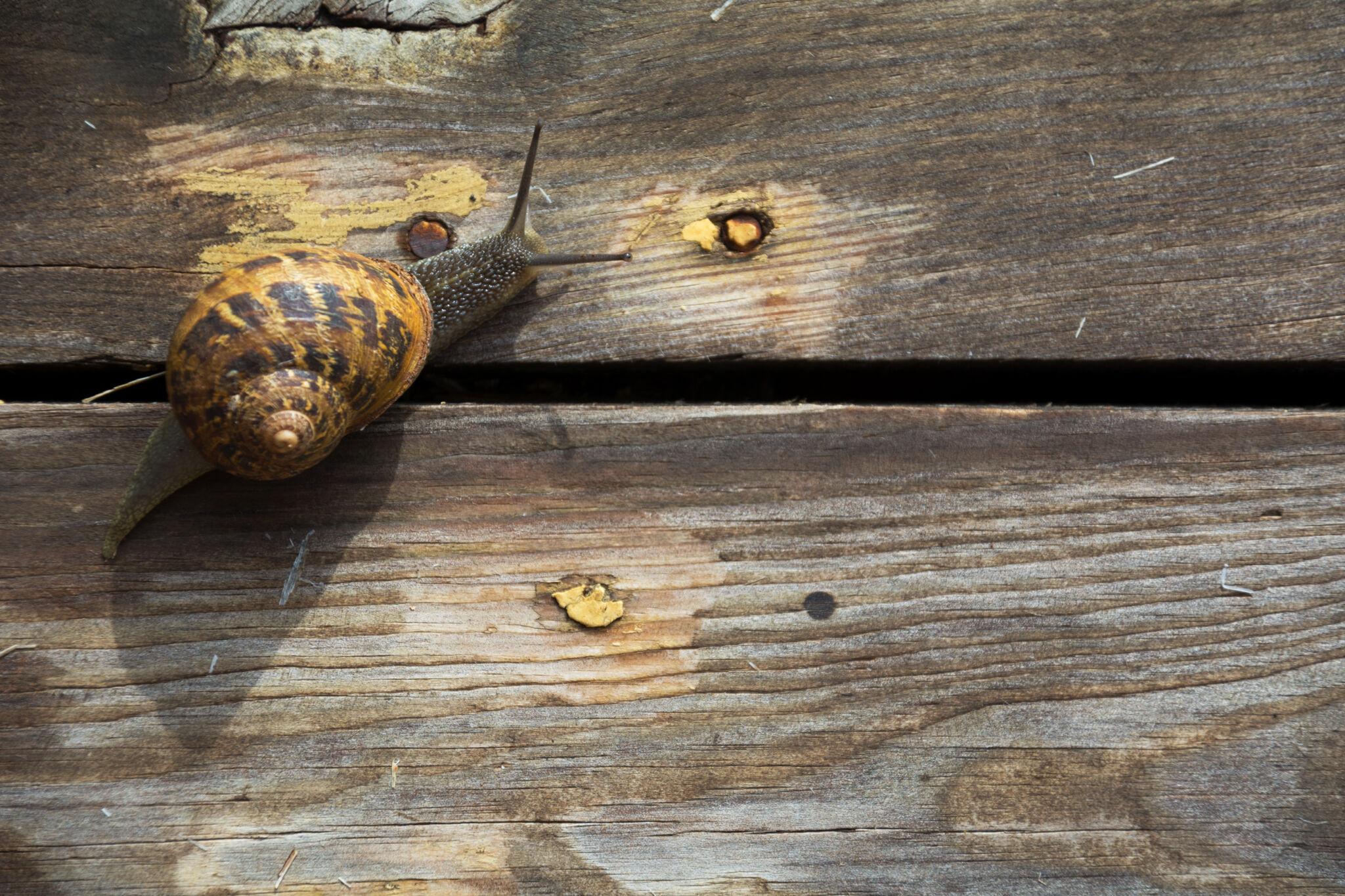 Snail on the wood Copyrightfree photo (by M. Vorel) LibreShot