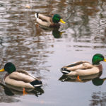Three Wild Ducks Three wild ducks