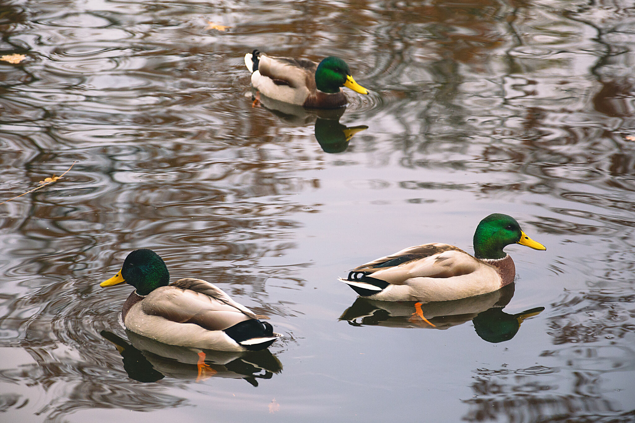 Three Wild Ducks | Copyright-free photo (by M. Vorel) | LibreShot