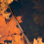 autumn leaves in water