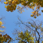 autumn tree crowns