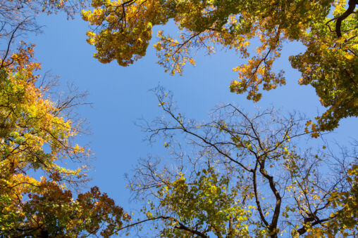 Autumn Tree Crowns