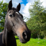 brown horse head