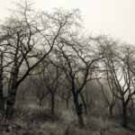 foggy forest