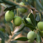 Green Olives on the Tree Green olives on the tree