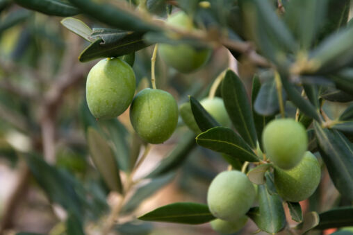 Green Olives on the Tree | Copyright-free photo (by M. Vorel) | LibreShot